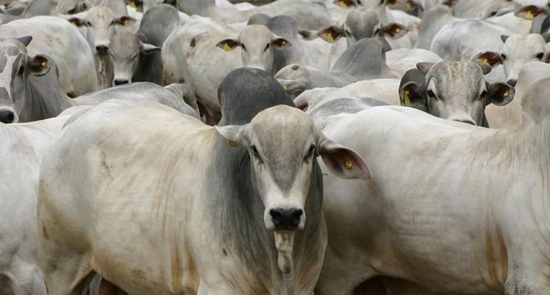 Greve dos servidores da Idaron paralisa emissão de GTA e ameaça produção de carne em Rondônia Greve dos servidores da Idaron paralisa emissão de GTA e ameaça produção de carne em Rondônia