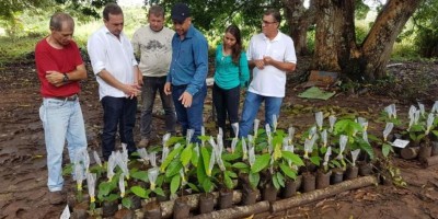 ROLIM DE MOURA: Secretaria de Agricultura investe na Produção de mudas de Cacau Clonal ROLIM DE MOURA: Secretaria de Agricultura investe na Produção de mudas de Cacau Clonal
