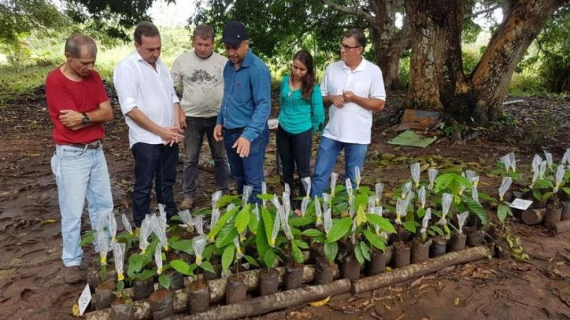 ROLIM DE MOURA: Secretaria de Agricultura investe na Produção de mudas de Cacau Clonal
