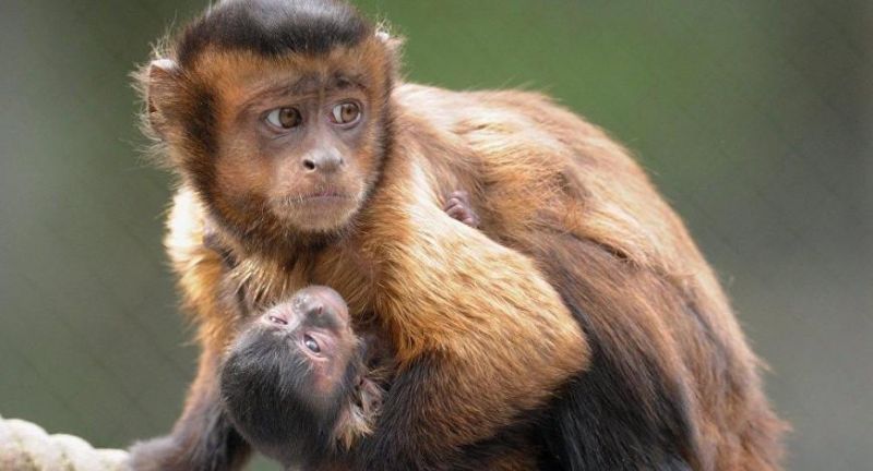 Dois macacos são confirmados com febre amarela em Pimenta Bueno, RO