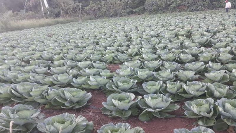 FamÃlia de agricultores de Rolim de Moura produz quase tudo em sua horta