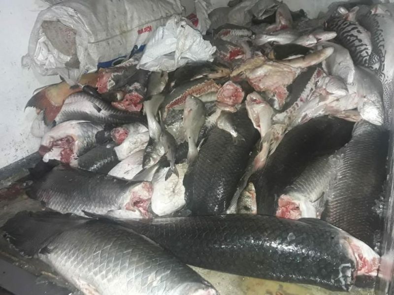 Mais de duas toneladas de peixes são apreendidos pela PolÃcia Ambiental de RO