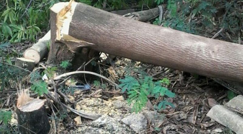 Trabalhador morre após ser atingido por galho de árvore na cabeça em Cujubim, RO