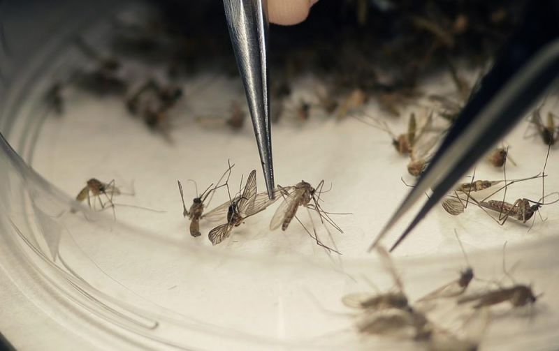 Com alerta de surto de dengue, drones buscam focos do Aedes aegypti em Ariquemes, RO