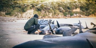 Ilha na Nova Zelândia se torna cemitério de Baleias