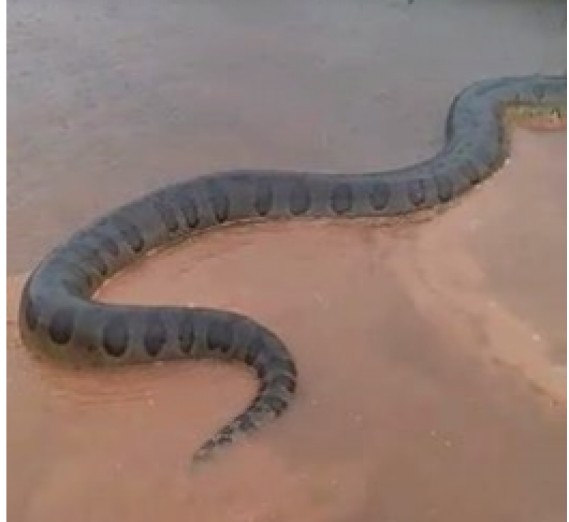 Morador de Nova Mamoré em Rondônia registra cobra sucuri atravessando estrada