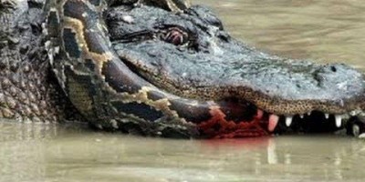 Vídeo flagra batalha entre Sucuri e Crocodilos