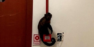 Bombeiros capturam macaco no Tribunal de Justiça de Rondônia