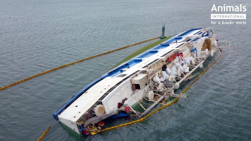 Mundo: Navio com mais de 14 mil ovelhas tomba no Mar Negro, na Romênia Mundo: Navio com mais de 14 mil ovelhas tomba no Mar Negro, na Romênia