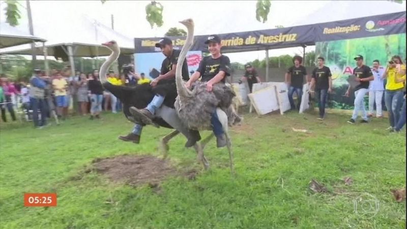 RONDÔNIA: Famosa corrida de avestruzes movimenta calendário turístico no interior