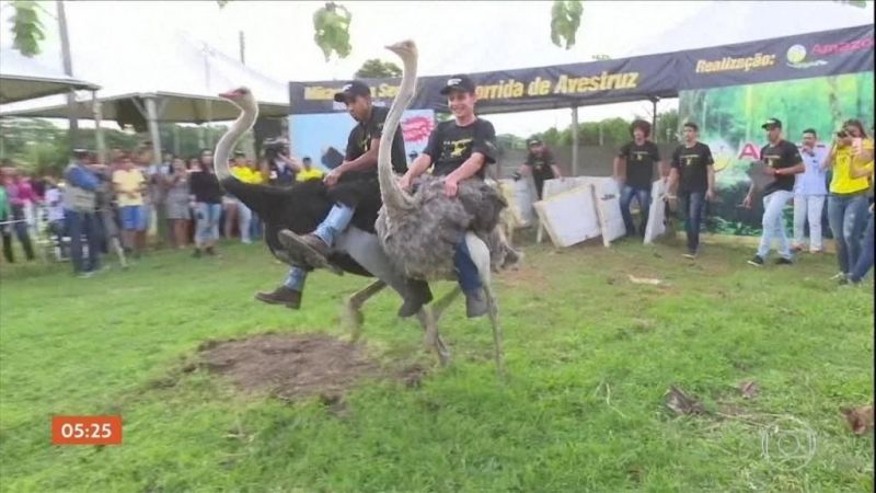 RONDÔNIA: Famosa corrida de avestruzes movimenta calendário turístico no interior RONDÔNIA: Famosa corrida de avestruzes movimenta calendário turístico no interior