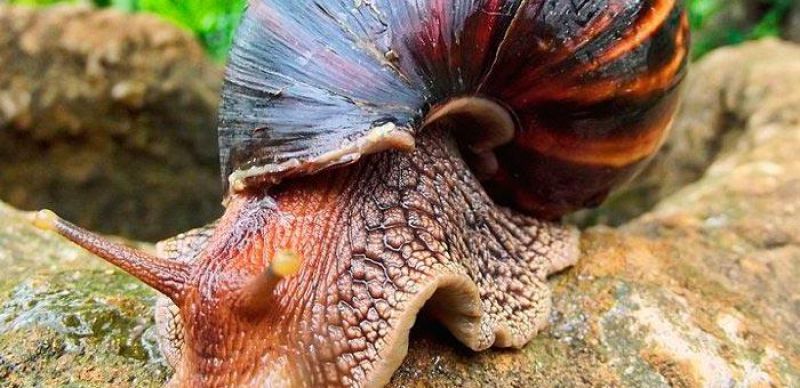 Caramujo africano pode transmitir meningite eosinofílica; entenda Caramujo africano pode transmitir meningite eosinofílica; entenda