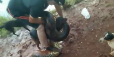 Homem pula na água para salvar cachorro de sucuri em São Paulo, veja o vídeo Homem pula na água para salvar cachorro de sucuri em São Paulo, veja o vídeo
