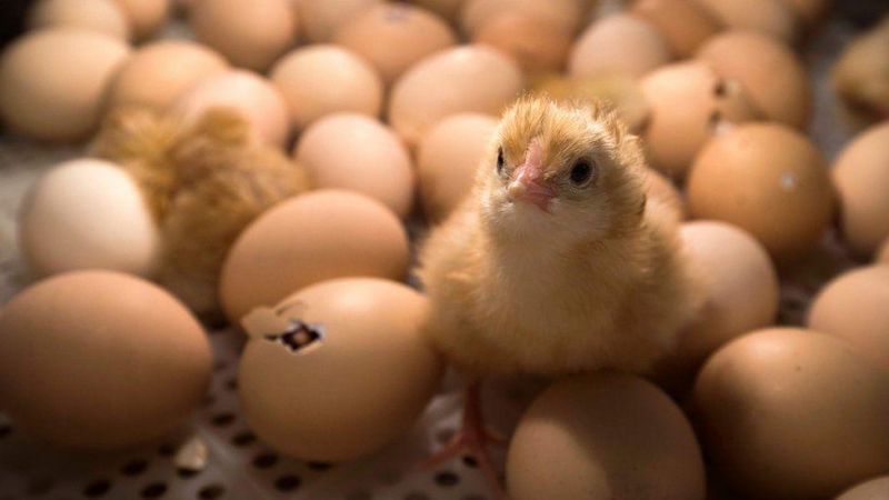 Na indústria de aves poederas, pintos machos são triturados vivos; veja matéria da BBC Brasil