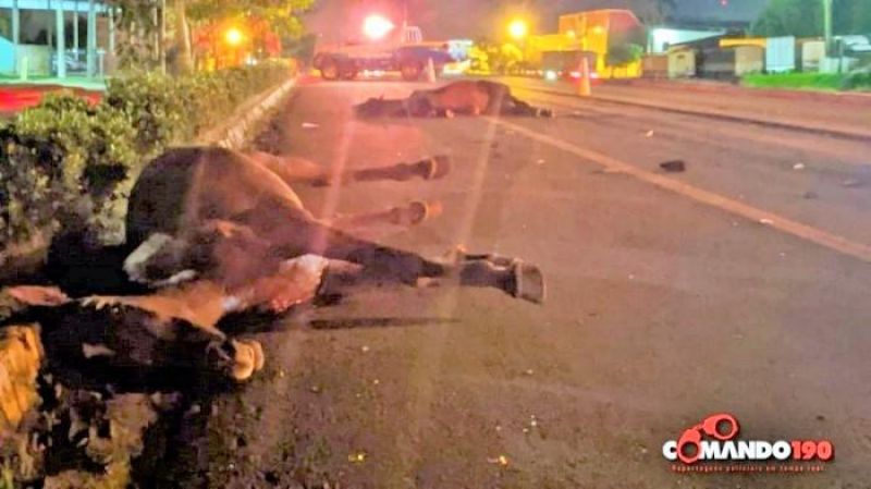 Animais na pista causam grave acidente na BR 364 em Ji-Paraná Animais na pista causam grave acidente na BR 364 em Ji-Paraná