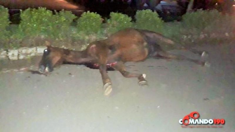 Animais na pista causam grave acidente na BR 364 em Ji-Paraná