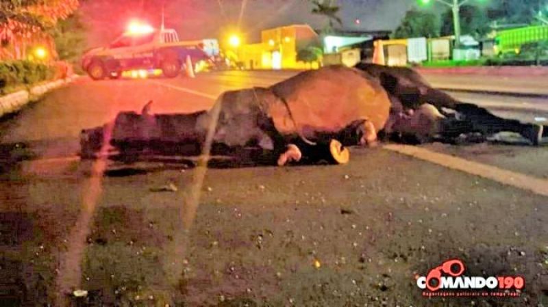Animais na pista causam grave acidente na BR 364 em Ji-Paraná Animais na pista causam grave acidente na BR 364 em Ji-Paraná