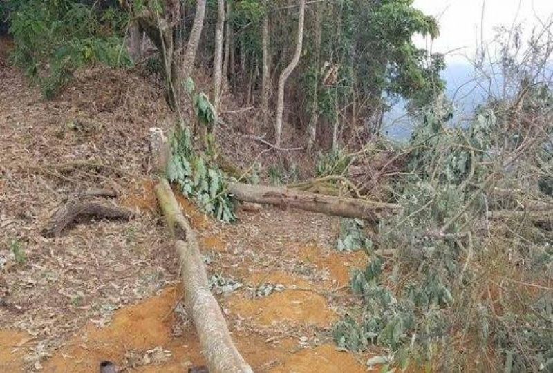 Homem morre atingido por tora de árvore durante derrubada Homem morre atingido por tora de árvore durante derrubada