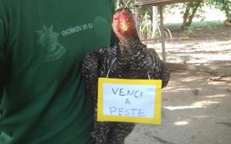 Galinhas recebem plaquinhas de vitória após 15  Galinhas recebem plaquinhas de vitória após 15