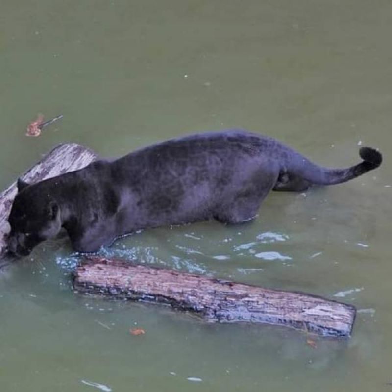 Onça preta é fotografada tomando banho em rio próximo a Porto Velho; espécie é rara na natureza
