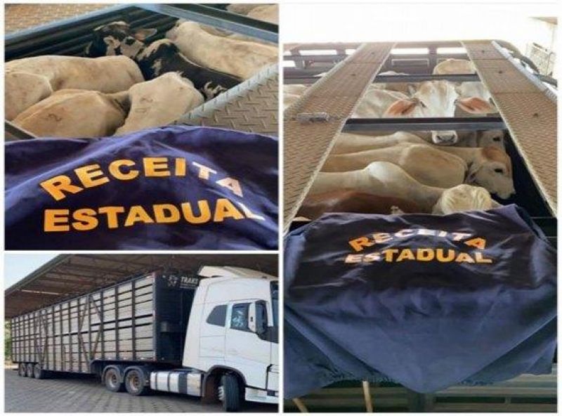 PRF apreende 180 cabeças de gado que iam do Amazonas para São Paulo PRF apreende 180 cabeças de gado que iam do Amazonas para São Paulo