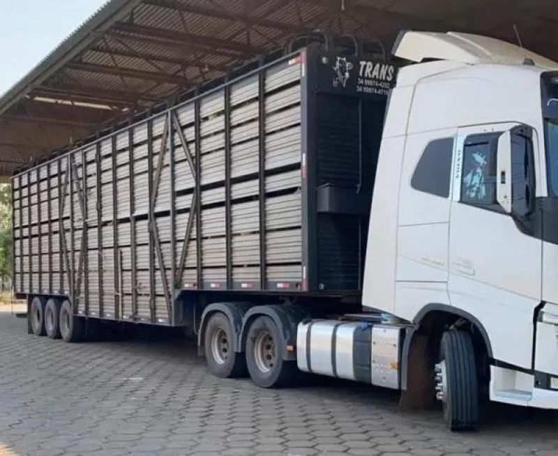 PRF apreende 180 cabeças de gado que iam do Amazonas para São Paulo PRF apreende 180 cabeças de gado que iam do Amazonas para São Paulo