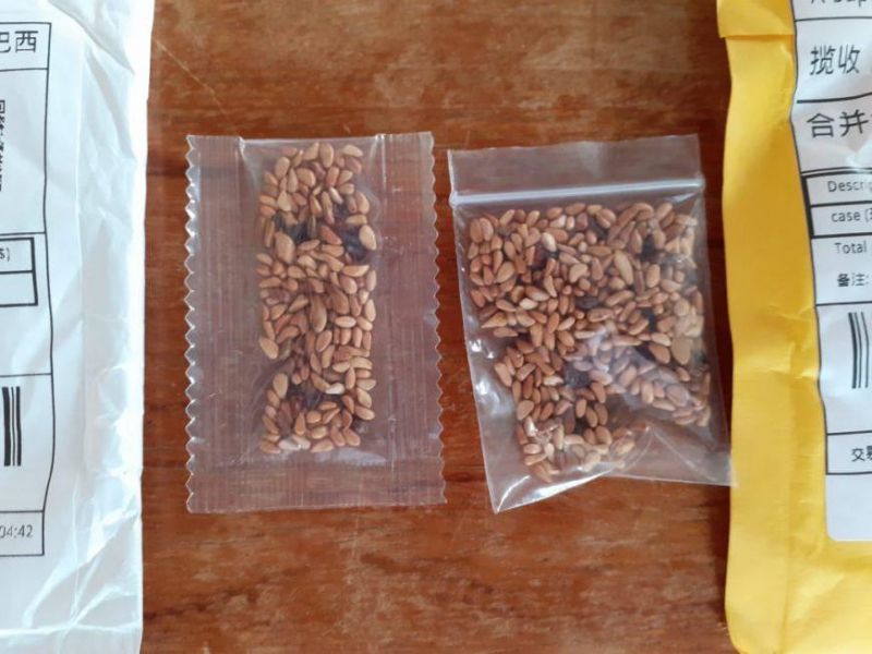 Idaron diz que está investigando casos de sementes desconhecidas enviadas da China para Rondônia