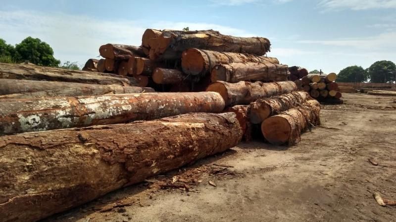 PF cumpre mandados contra extração ilegal de madeira e apreende bens de mais de R$ 1 milhão em distrito de Porto Velho