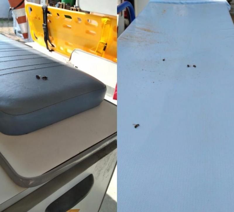 Homem é atendido em estado grave após levar mais 2 mil ferroadas de abelha em Ariquemes Homem é atendido em estado grave após levar mais 2 mil ferroadas de abelha em Ariquemes