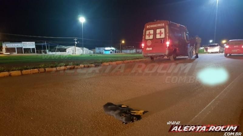 Motociclista fica ferido após colidir contra cachorro solto na rua em Rolim de Moura Motociclista fica ferido após colidir contra cachorro solto na rua em Rolim de Moura