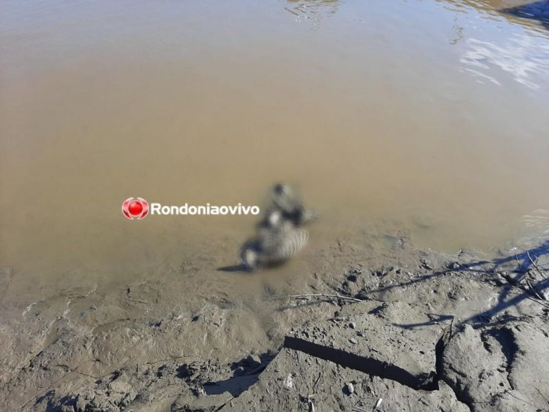 Ossada humana é encontrada no rio Madeira em Porto Velho Ossada humana é encontrada no rio Madeira em Porto Velho