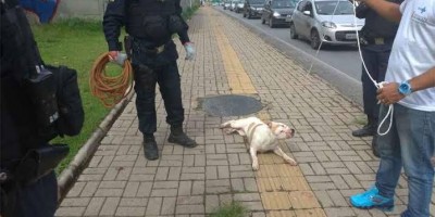 Cães da raça pitbull atacam pessoas e um deles é abatido pela PM em Vilhena