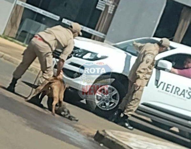 Após atacar dois cães e matar um, Pitbull é contido pelo Corpo de Bombeiros em Vilhena Após atacar dois cães e matar um, Pitbull é contido pelo Corpo de Bombeiros em Vilhena
