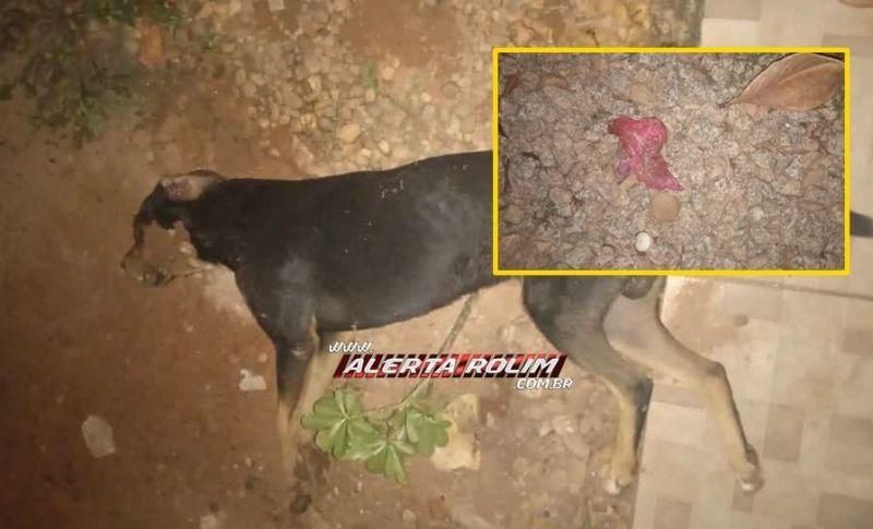 Criança de 05 anos se emociona ao encontrar seu cachorro de estimação morto, possivelmente, envenenado em Rolim de Moura; veja o vídeo Criança de 05 anos se emociona ao encontrar seu cachorro de estimação morto, possivelmente, envenenado em Rolim de Moura; veja o vídeo