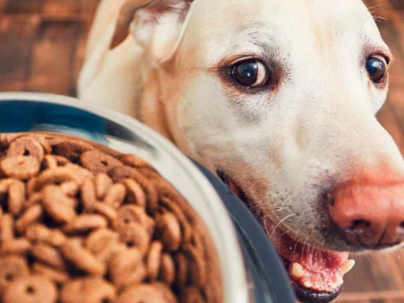 Caro pra cachorro: Com alto valor dos insumos, ração para pets deve ficar mais cara Caro pra cachorro: Com alto valor dos insumos, ração para pets deve ficar mais cara