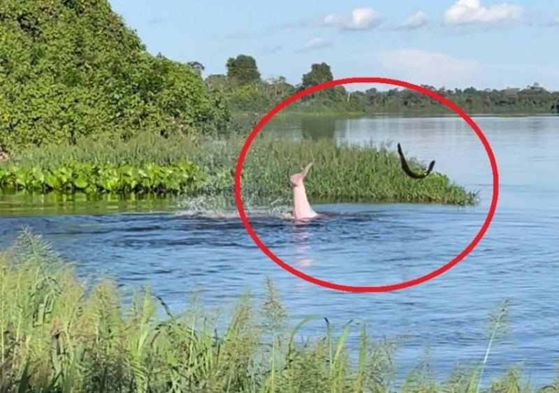 Comerciante de Vilhena filma luta entre boto e peixe elétrico no rio Guaporé e vídeo viraliza Comerciante de Vilhena filma luta entre boto e peixe elétrico no rio Guaporé e vídeo viraliza