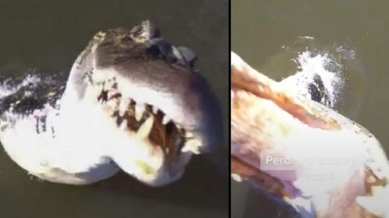 Jacaré salta de rio e abocanha drone de R$ 7 mil em pleno voo; Veja o vídeo Jacaré salta de rio e abocanha drone de R$ 7 mil em pleno voo; Veja o vídeo