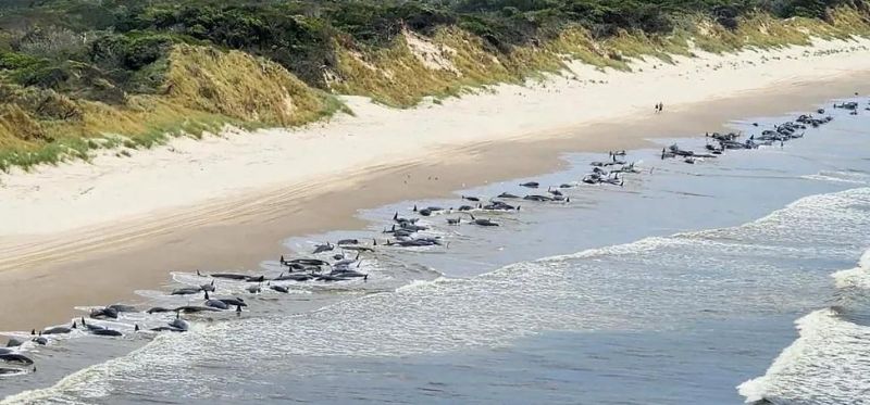 Autoridades encontram 230 baleias encalhadas na Austrália