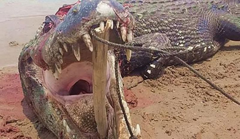 Jacaré de mais de 5 metros é morto por ribeirinhos Jacaré de mais de 5 metros é morto por ribeirinhos