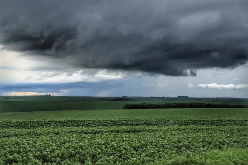 Chegada antecipada das chuvas anima produtores de soja de RO Chegada antecipada das chuvas anima produtores de soja de RO