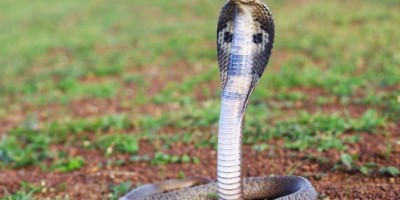 Cobra venenosa morre após ser mordida por criança de 8 anos