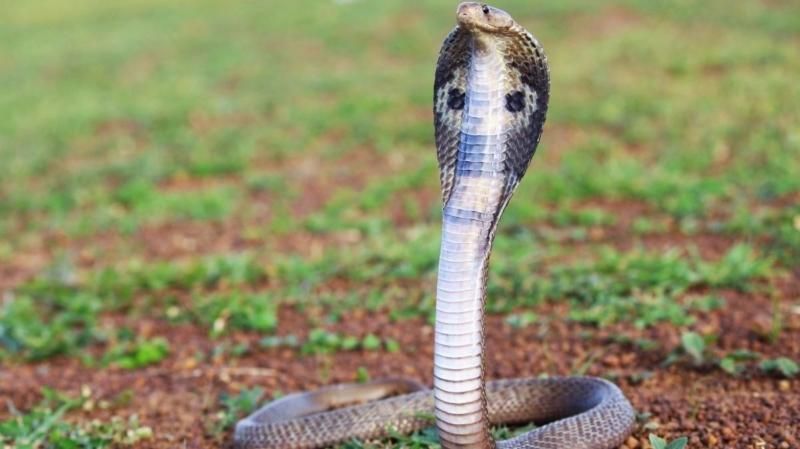 Cobra venenosa morre após ser mordida por criança de 8 anos