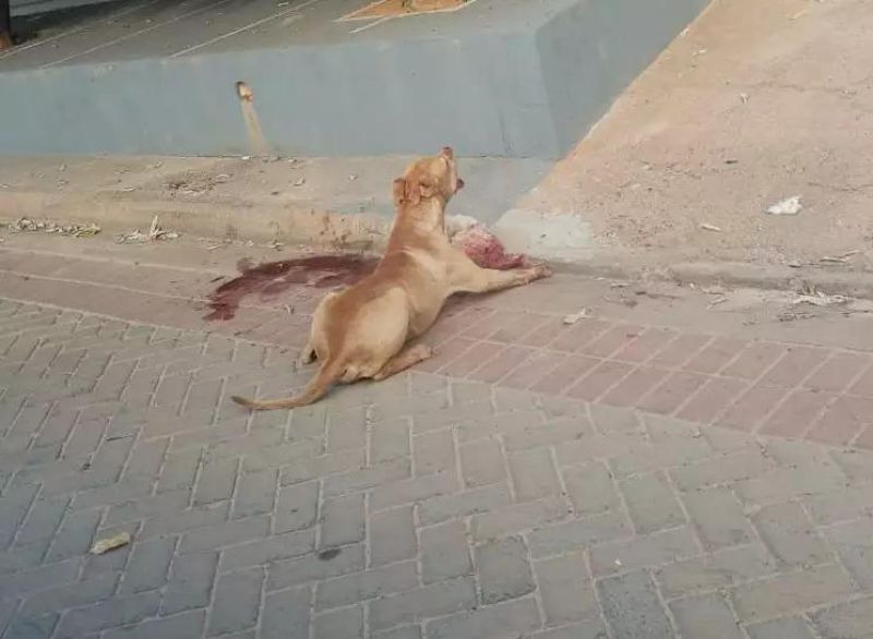 Pitt Bull foge de residência e ataca outros cachorros em Porto Velho Pitt Bull foge de residência e ataca outros cachorros em Porto Velho