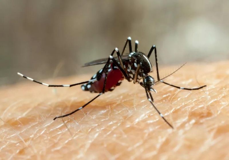 Dez municípios rondonienses estão com surto de dengue, segundo Agevisa Dez municípios rondonienses estão com surto de dengue, segundo Agevisa