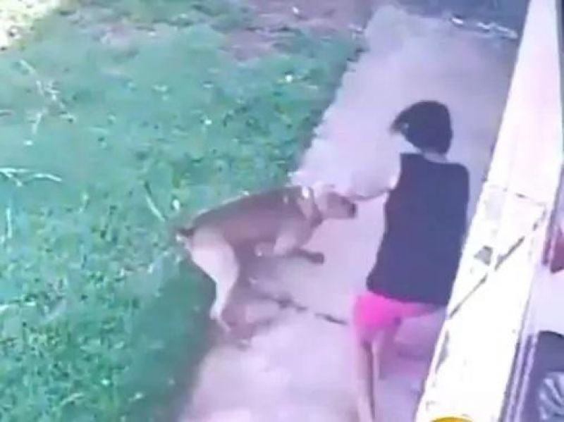 Mulher é socorrida em estado grave após ser atacada por cachorro pitbull em Ji-Paraná Mulher é socorrida em estado grave após ser atacada por cachorro pitbull em Ji-Paraná