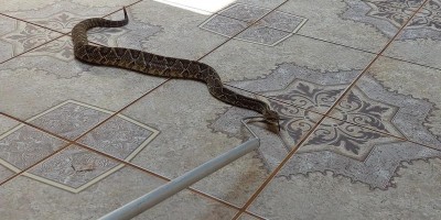 'Amiga!': Cobra cascavel é encontrada perto de casas e assusta moradores em Vilhena