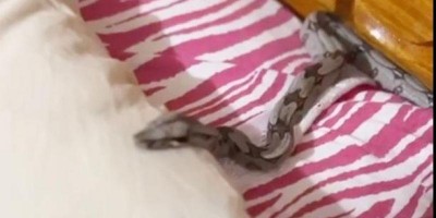 Ao ir dormir, mulher encontrou cobra embaixo do travesseiro, em Cacoal; vídeo
