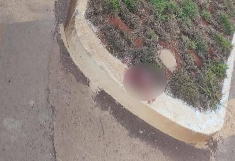 Cabeça humana é encontrada em canteiro de rodovia no MT Cabeça humana é encontrada em canteiro de rodovia no MT