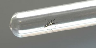 Alerta: Ministério da Saúde confirma primeira morte de 2024 causada pela dengue em...