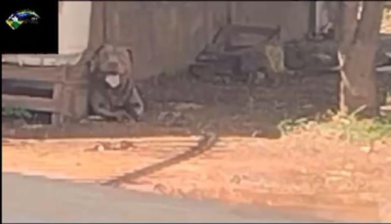 Idoso é socorrido para a UPA após ser atacado por pitbull em Rolim de Moura Idoso é socorrido para a UPA após ser atacado por pitbull em Rolim de Moura